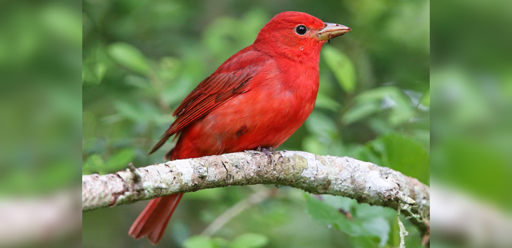 Summer Tanager