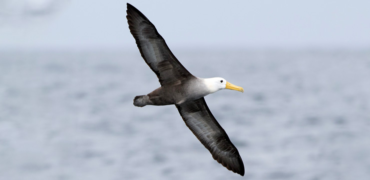 Waved Albatross