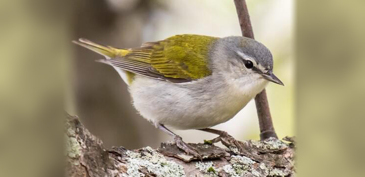 Tennessee Warbler