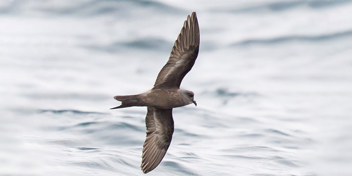 Ashy Storm-Petrel