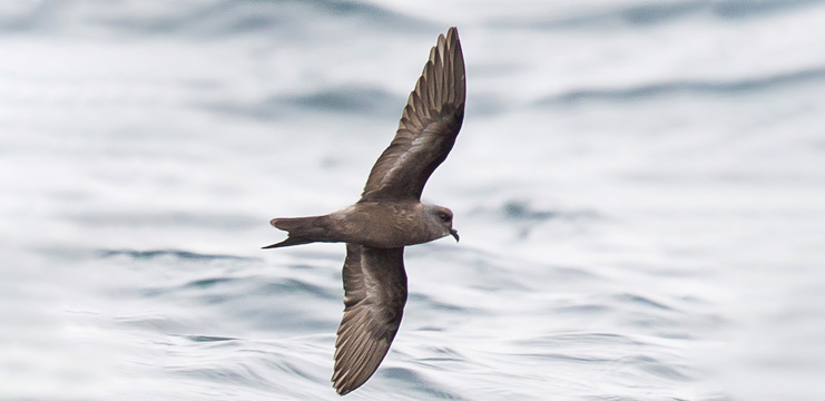 Ashy Storm-Petrel