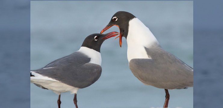 Laughing Gull