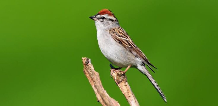 Chipping Sparrow