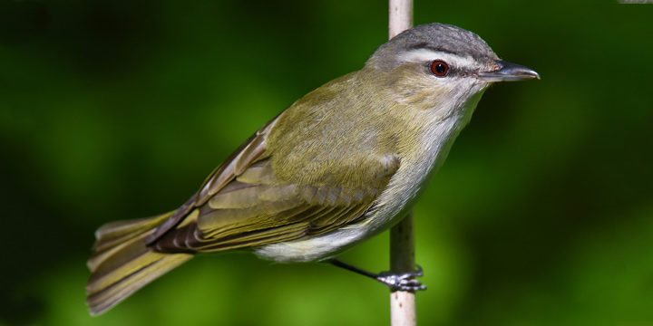 Red-eyed Vireo
