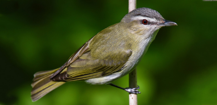 Red-eyed Vireo