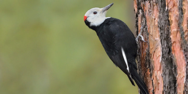 White-headed Woodpecker