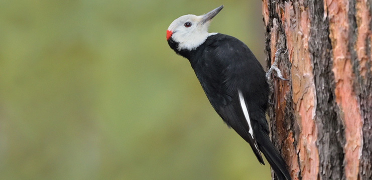 White-headed Woodpecker