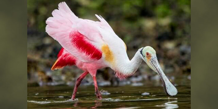 roseate-spoonbill Roseate Spoonbill
