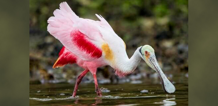 Roseate Spoonbill