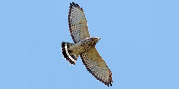 Broad-winged Hawk
