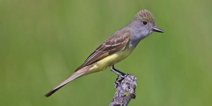 Great Crested Flycatcher
