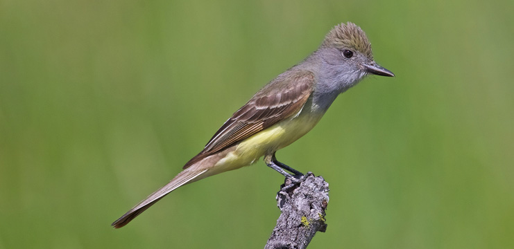 Great Crested Flycatcher