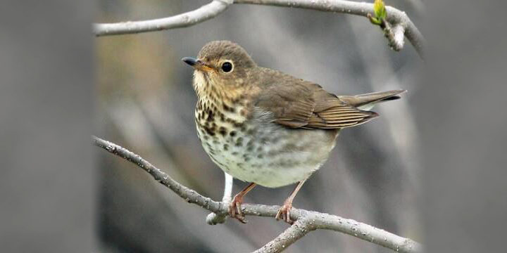 Swainson’s Thrush