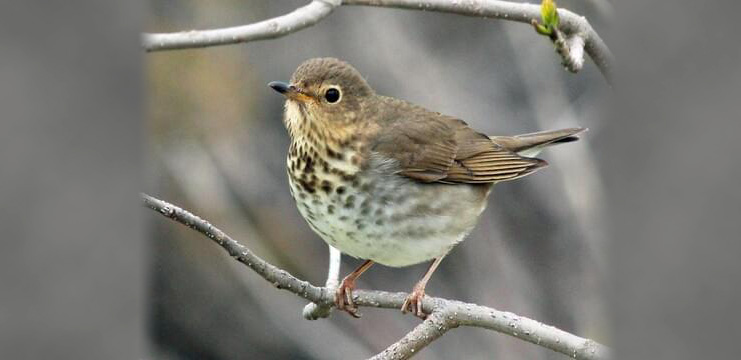 Swainson’s Thrush