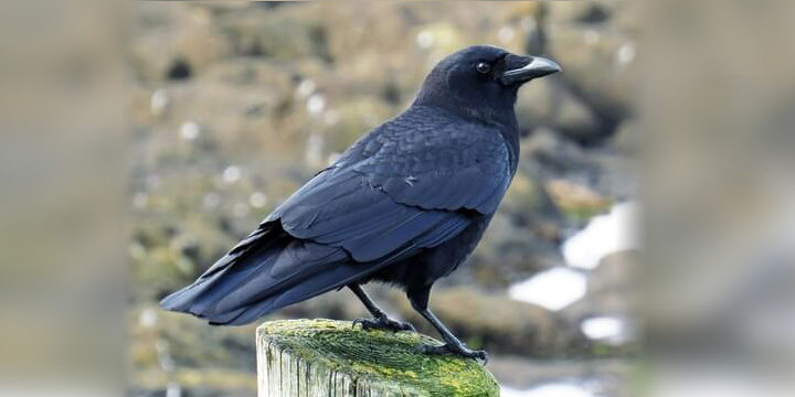 American Crow