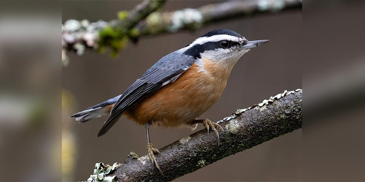 Red-breasted Nuthatches: Songbirds of North American Conifer Forests