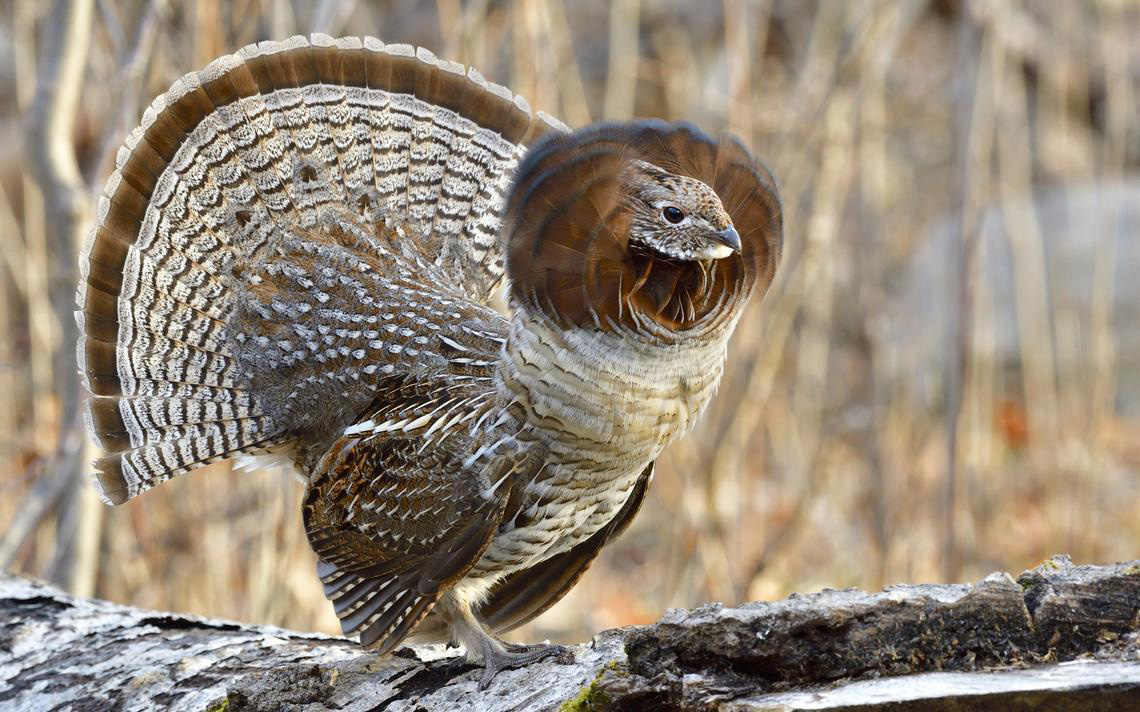 Ruffed Grouse