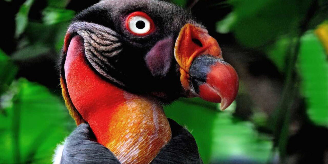 King Vulture