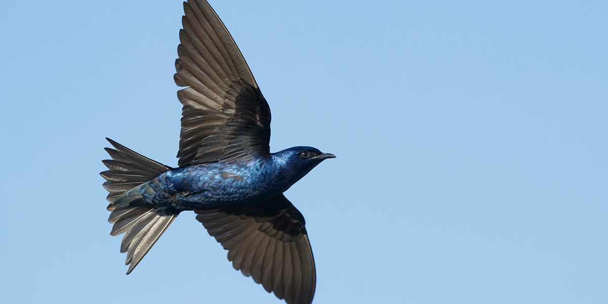 Purple-martin Purple Martin