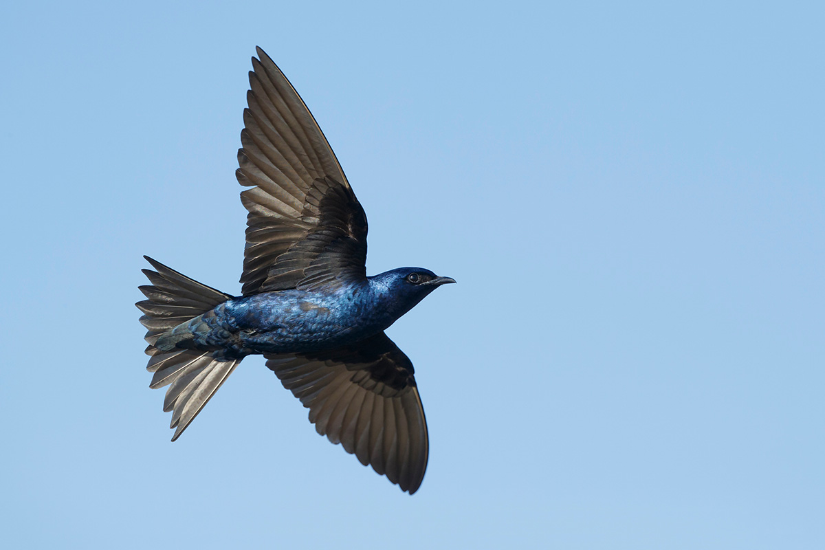 Purple Martin