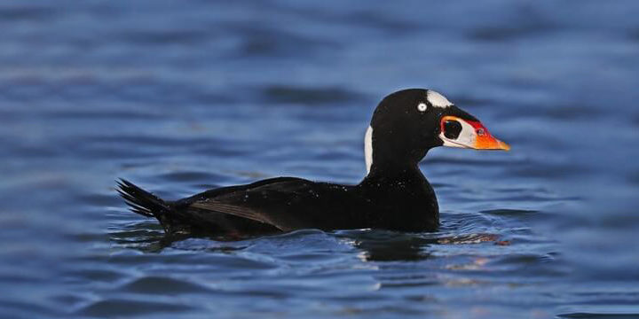 Surf Scoter