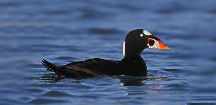 Surf Scoter