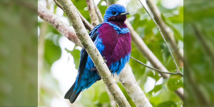 Banded Cotinga