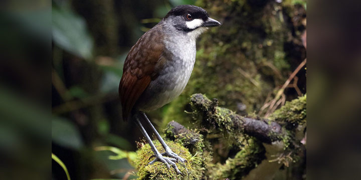 Jocotoco-antpitta-wide Jocotoco Antpitta