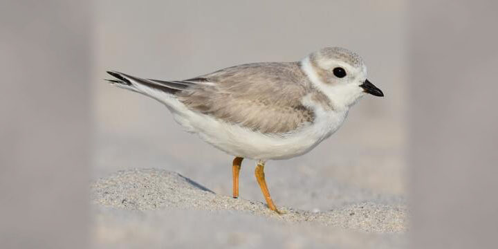 Piping Plover