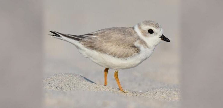 Piping Plover