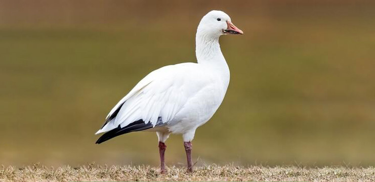 Snow Goose