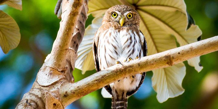 Ferruginous Pygmy-Owl