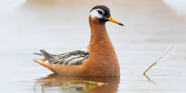 red-phalarope Red Phalarope