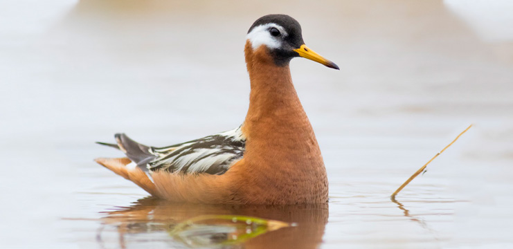 Red Phalarope