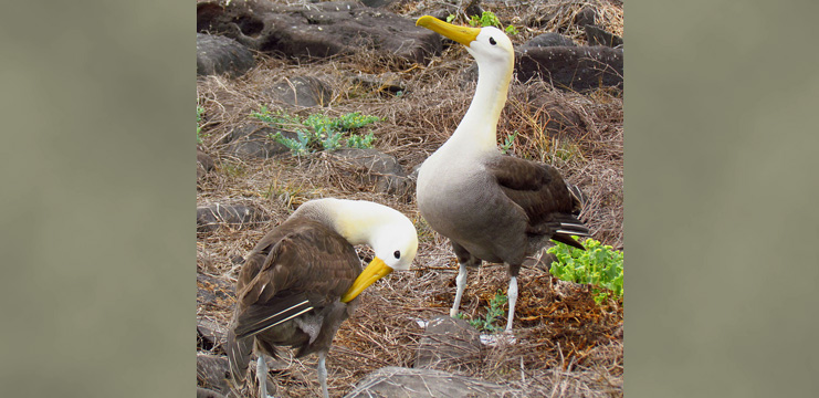 Waved Albatross