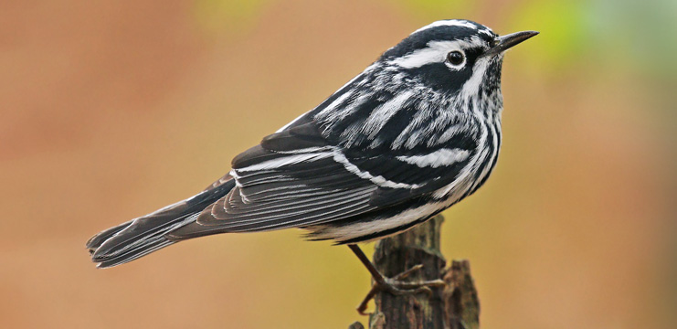 Black-and-white Warbler