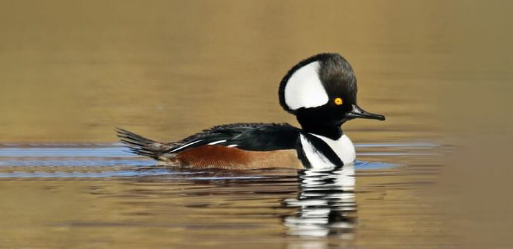 Hooded Merganser