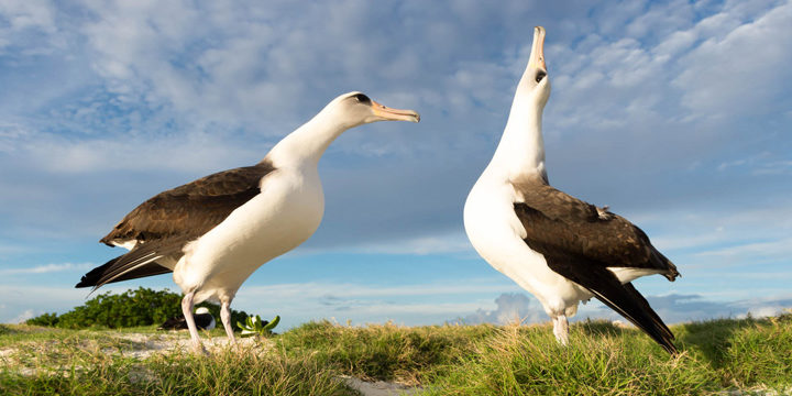 Laysan-albatross-w Laysan Albatross