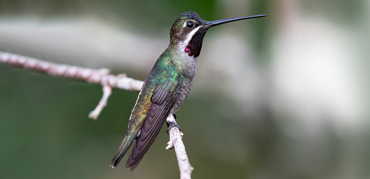 Long-billed Starthroat