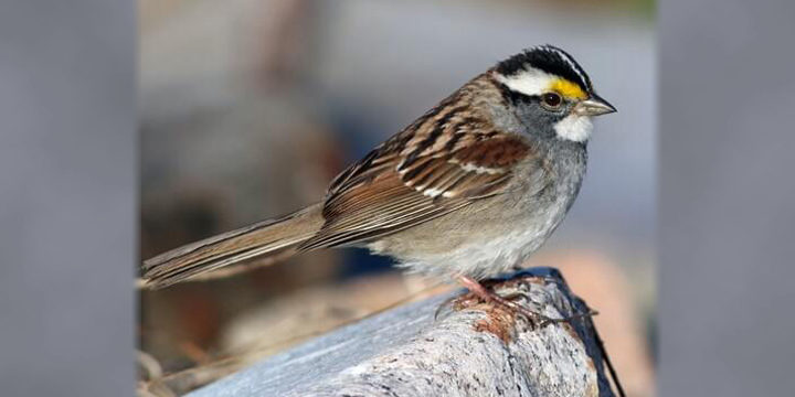 White-throated-sparrow White-throated Sparrow