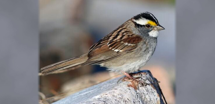 White-throated Sparrow