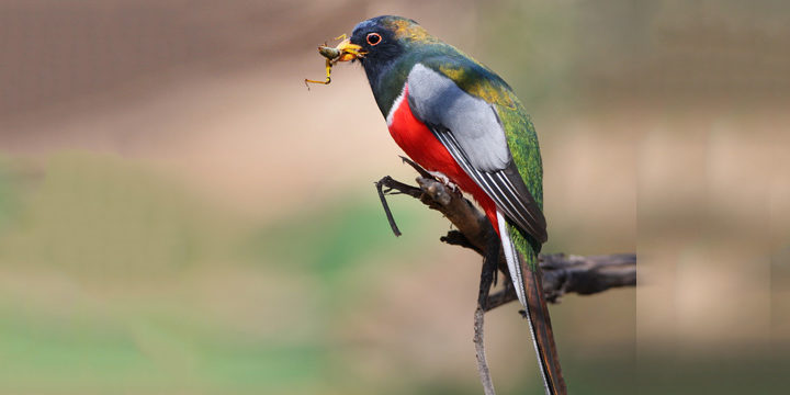 Elegant Trogon
