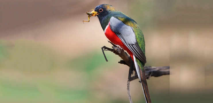 Elegant Trogon