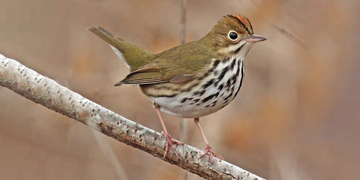 Ovenbird