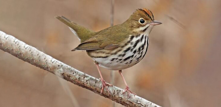 Ovenbird