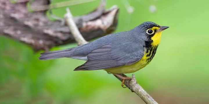 Canada Warbler