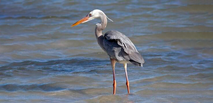 Great Blue Heron