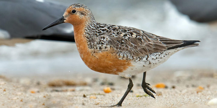 Red Knot
