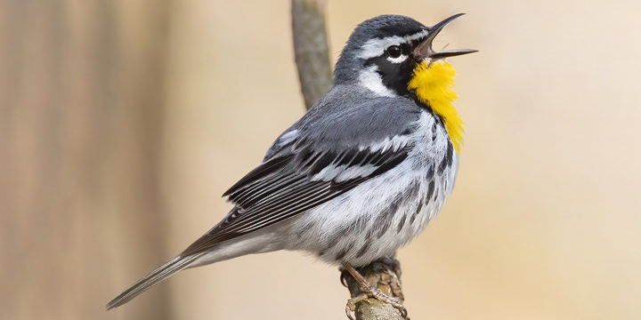 Yellow-throated Warbler