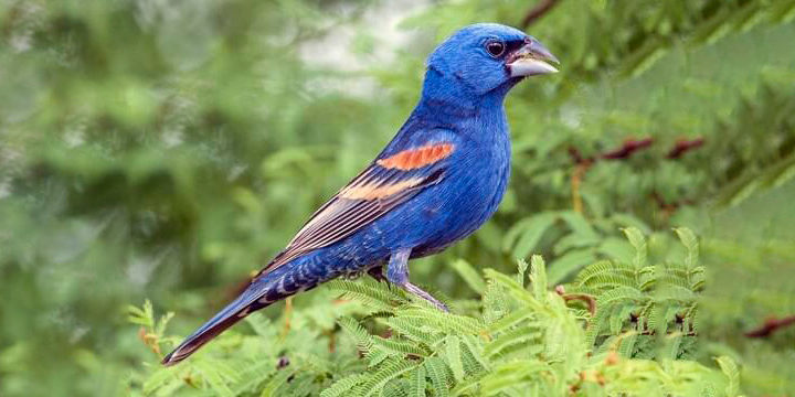 Blue Grosbeak